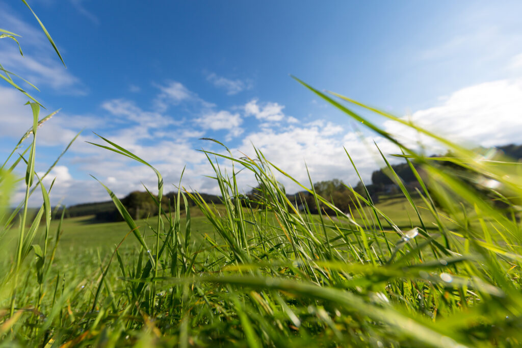 Nahaufnahme von grünem Gras mit Tautropfen, unter blauem Himmel und sonnigem Wetter.