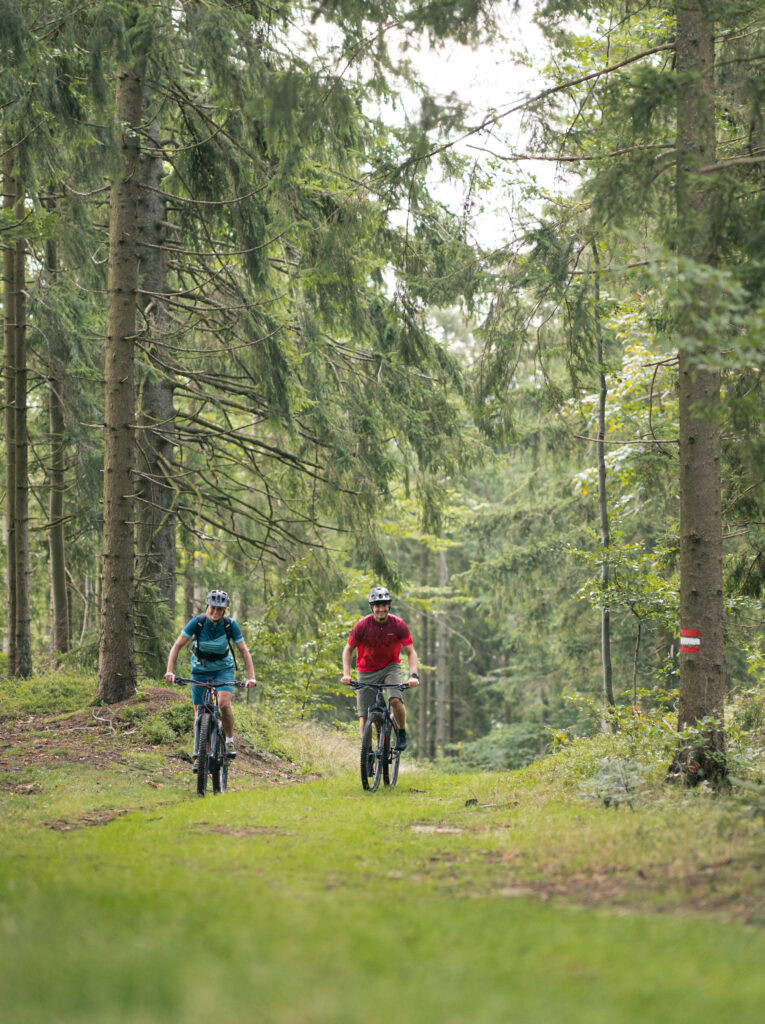 Zwei Mountainbiker fahren auf einem Waldweg zwischen hohen Bäumen.