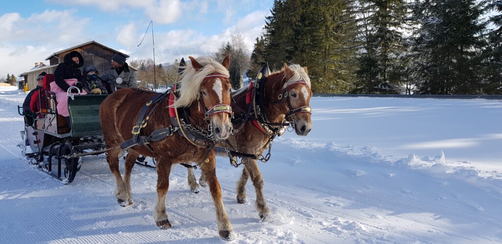 Zwei braune Pferde ziehen einen Schlitten mit Passagieren auf einem verschneiten Weg, umgeben von Bäumen unter einem klaren blauen Himmel.