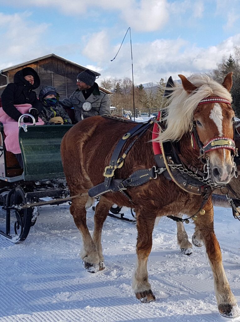 Pferdeschlittenfahrt im Winter: Ein kräftiges, braunes Pferd zieht einen grünen Schlitten durch eine verschneite Landschaft, während drei Personen, dick eingepackt, den Ausflug genießen.